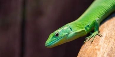 Green keel-bellied lizard perched on a branch