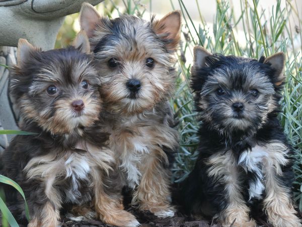 Chocolate, blue Merle and traditional Yorkies, pure beauty.