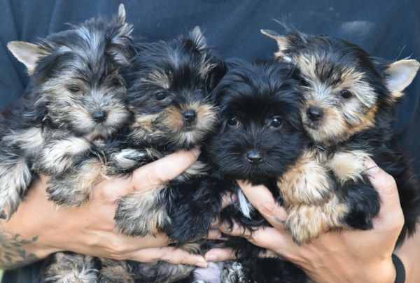 CKC Yorkshire Terrier puppies!!! 