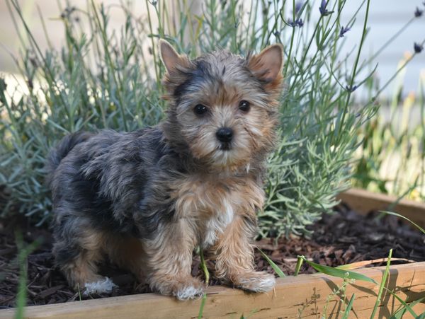 Rare Blue Merle Yorkshire Terrier.