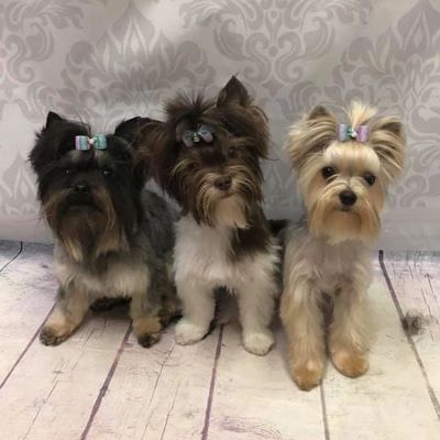 Pics of deals parti yorkies