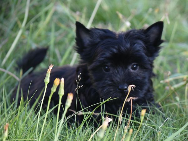 CKC registered pure black male