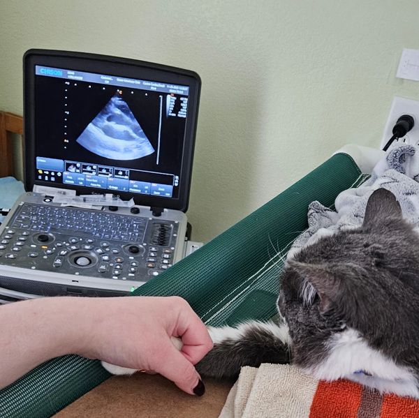 A cat undergoing an ultrasound with a person holding its paw gently.