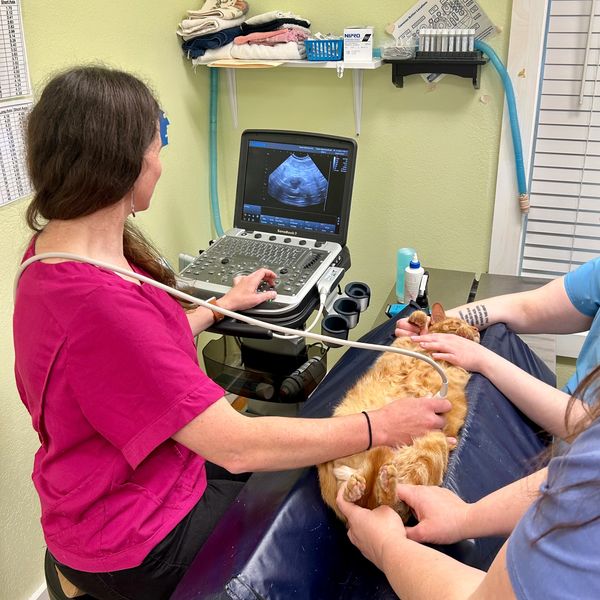 Veterinarian performing an ultrasound on a ginger cat with assistance.