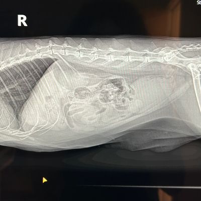 X-ray of an animal's abdomen showing skeletal and internal structures.