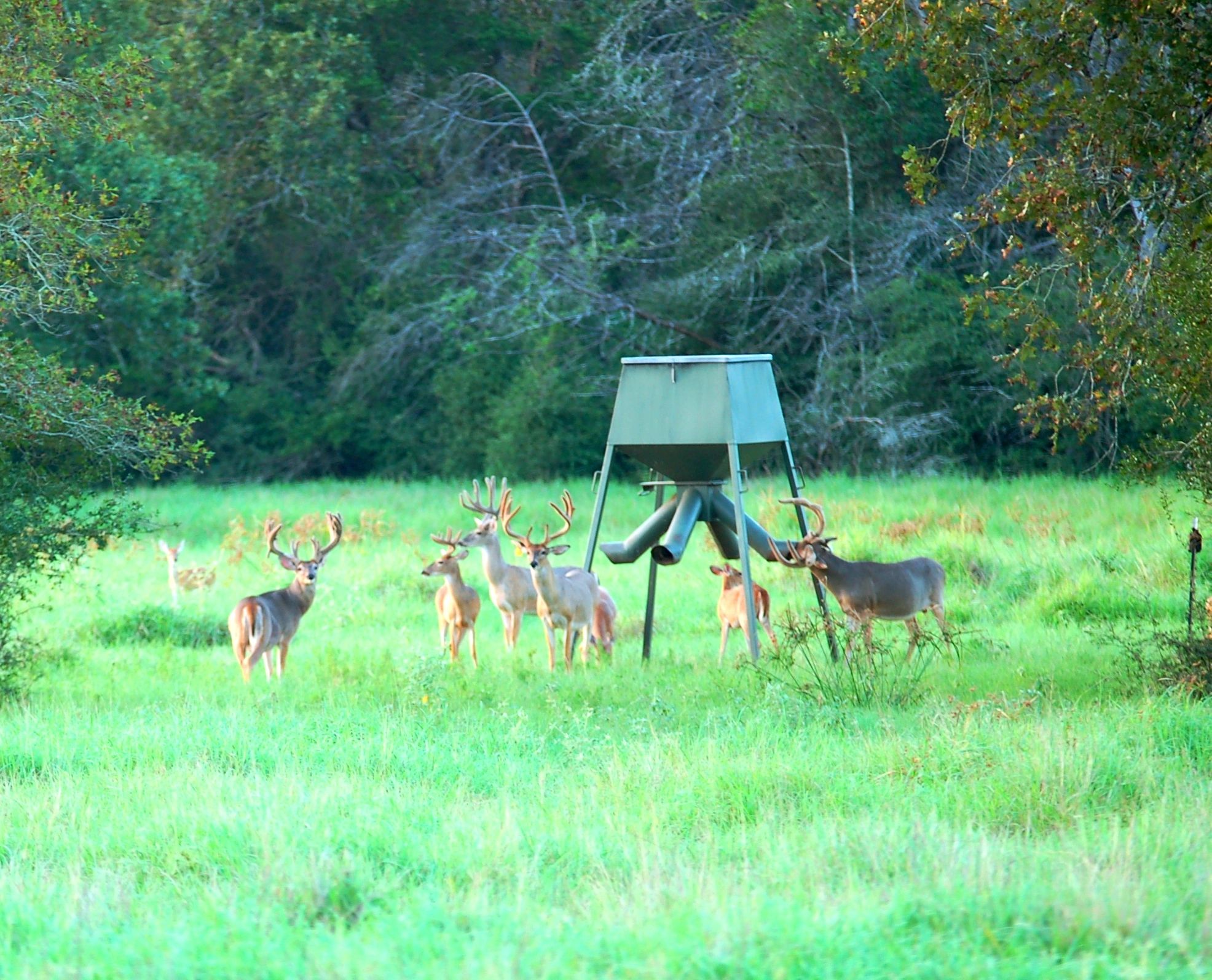 The Ranch | BBR Whitetails