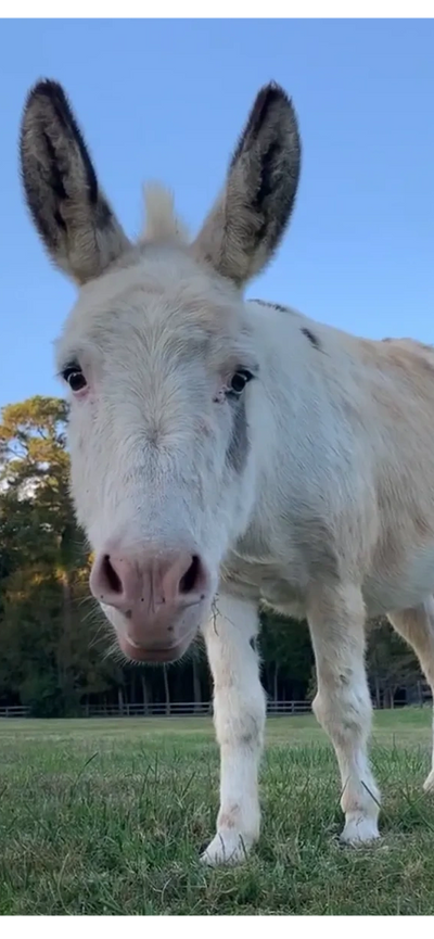 friendly miniature donkey