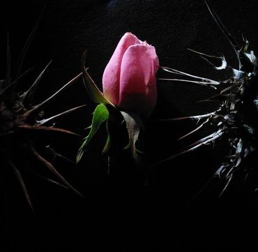 A pink rosebud surrounded by sharp thorns in the dark.