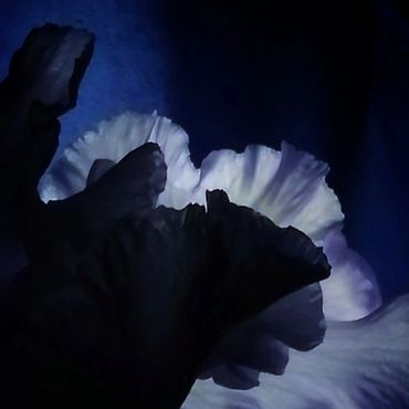 Close-up of bioluminescent mushrooms glowing in the dark.