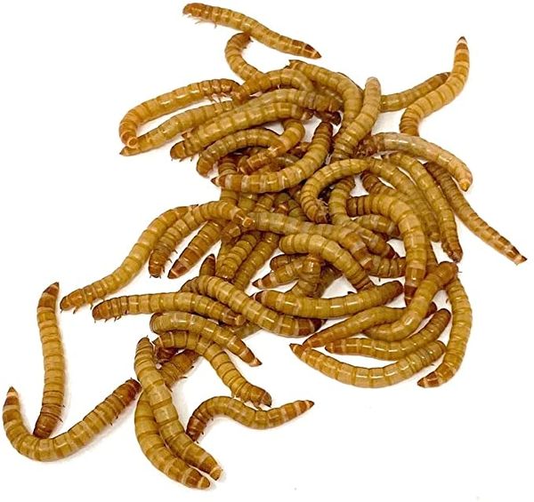 The Mealworm Company LIVEFOODS DIRECT MW1TUB Waxworms MaxiPack