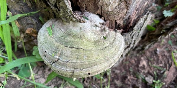 Bracket fungus growing on tree bark.