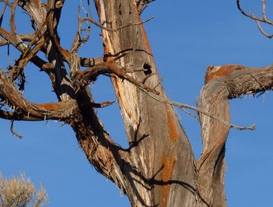 Cedar snag with orange lichens and Colorado blue sky. Many views like this at Colwell Cedars Retreat
