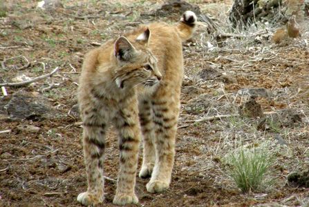 A handsome juvenile bobcat pausing to look around.