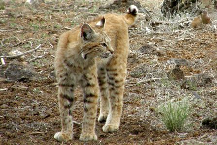 Wildlife at Colwell Cedars Retreat, a handsome juvenile bobcat pausing to look around.