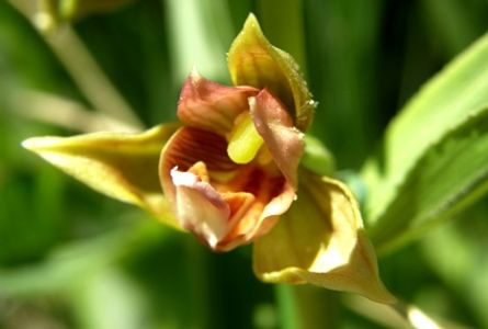 Wild, rare, orange, brown and yellow, Spring Orchid blossom at Colwell Cedars Retreat.