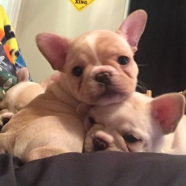 Rambling Fever Bulldogs French Bulldogs Santa Rosa California