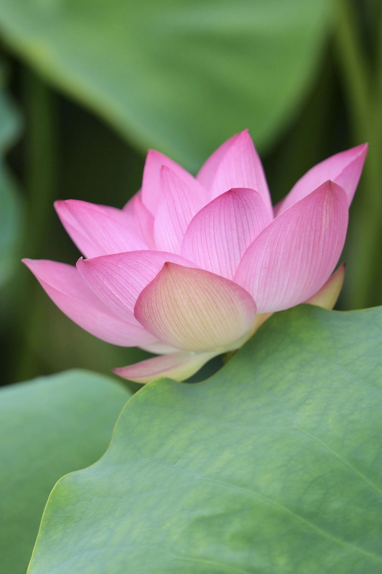 THE LOTUS, LIGHT, POTENTIAL, CO-CREATING