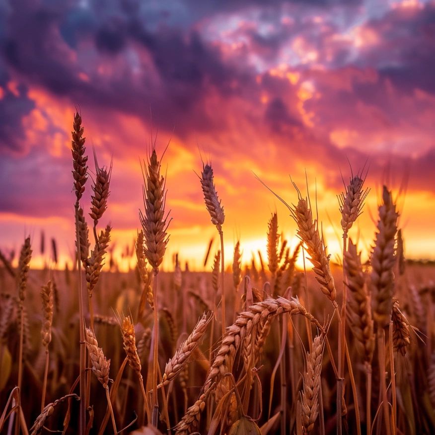 WINNOWING, MEMORIES, RESOURCES, SORTING, WHEATFIELD, SUNSET SKY WINNOWING, MEMORIES, RESOURCES, SORTING, WHEATFIELD, SUNSET SKY