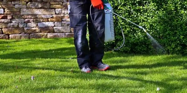 Person spraying chemicals on garden lawn with protective gloves.