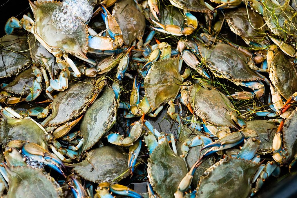 Crabbing charter Crystal river Florida, Scallop Charter in Crystal River florida