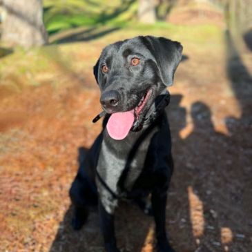Happy black dog sitting outside with its tongue out on a sunny day.
