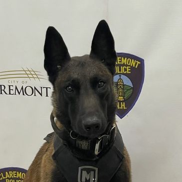 Police dog in front of Fremont Police backdrop wearing a harness.