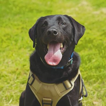 Happy black Labrador wearing a tan harness outdoors.