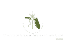 Central Florida Orchids & More