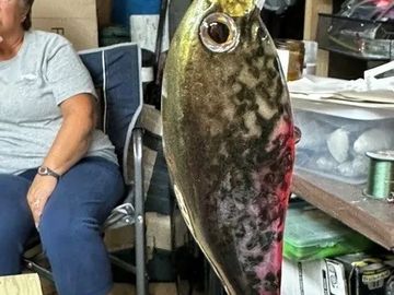 A fish hanging indoors with a seated person nearby.
