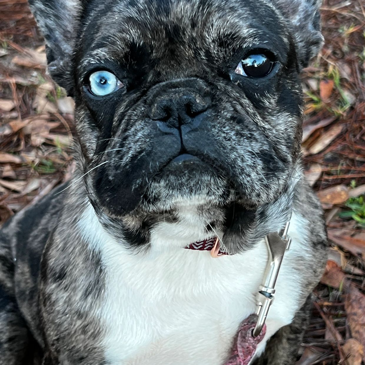 French Bulldog 