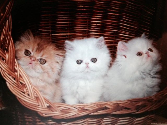 teacup himalayan kittens