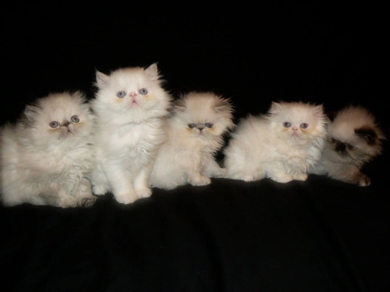 Kittens For Sale & Cats For Sale Near Me, KittensUp4Sale