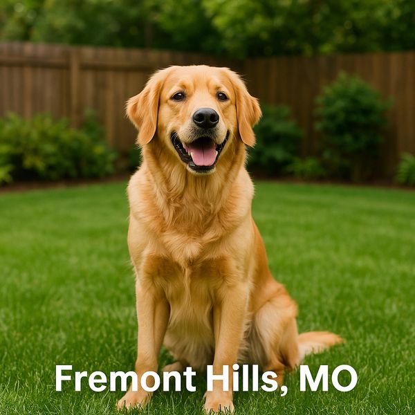Dog in yard after pet waste removal in Fremont HIlls, Mo and dog waste cleanup near Nixa, MO.