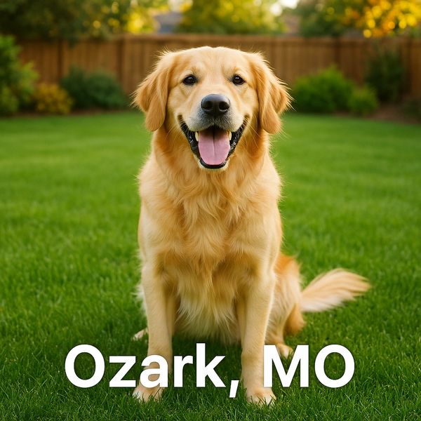 After picture of Ozark, MO dog waste cleanup service and dog poop removal near Ozark, MO.