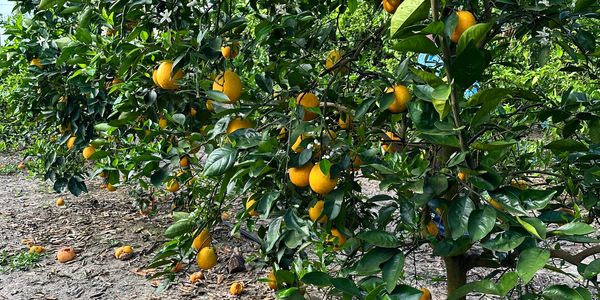 Orange trees laden with ripe fruit in an orchard.