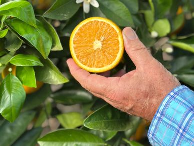 Hand holding a halved orange against a background of green leaves.