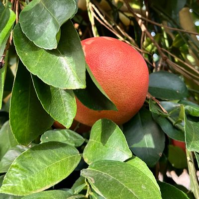 Ripe grapefruit hanging on a tree among green leaves.