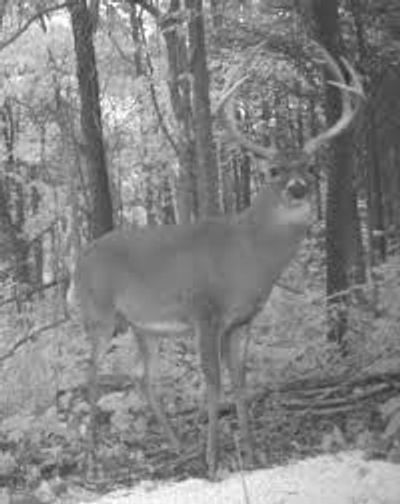 Kentucky trophy buck