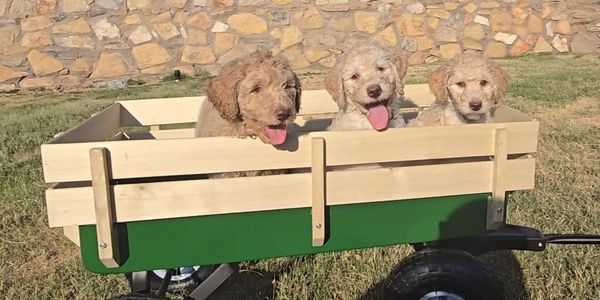 Cuddly Labradoodles 