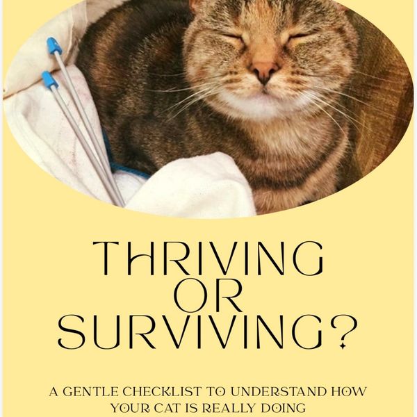 Cover of a book on understanding cat health with a photo of a content cat.