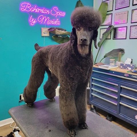 Competition Poodle Dog Grooming