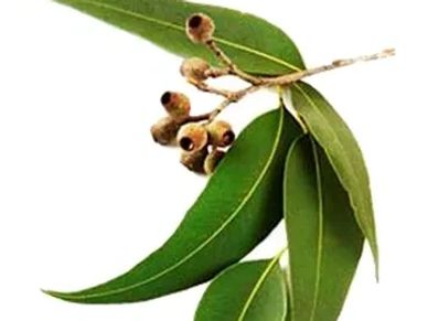 Eucalyptus Plant used to make eucalyptus oil