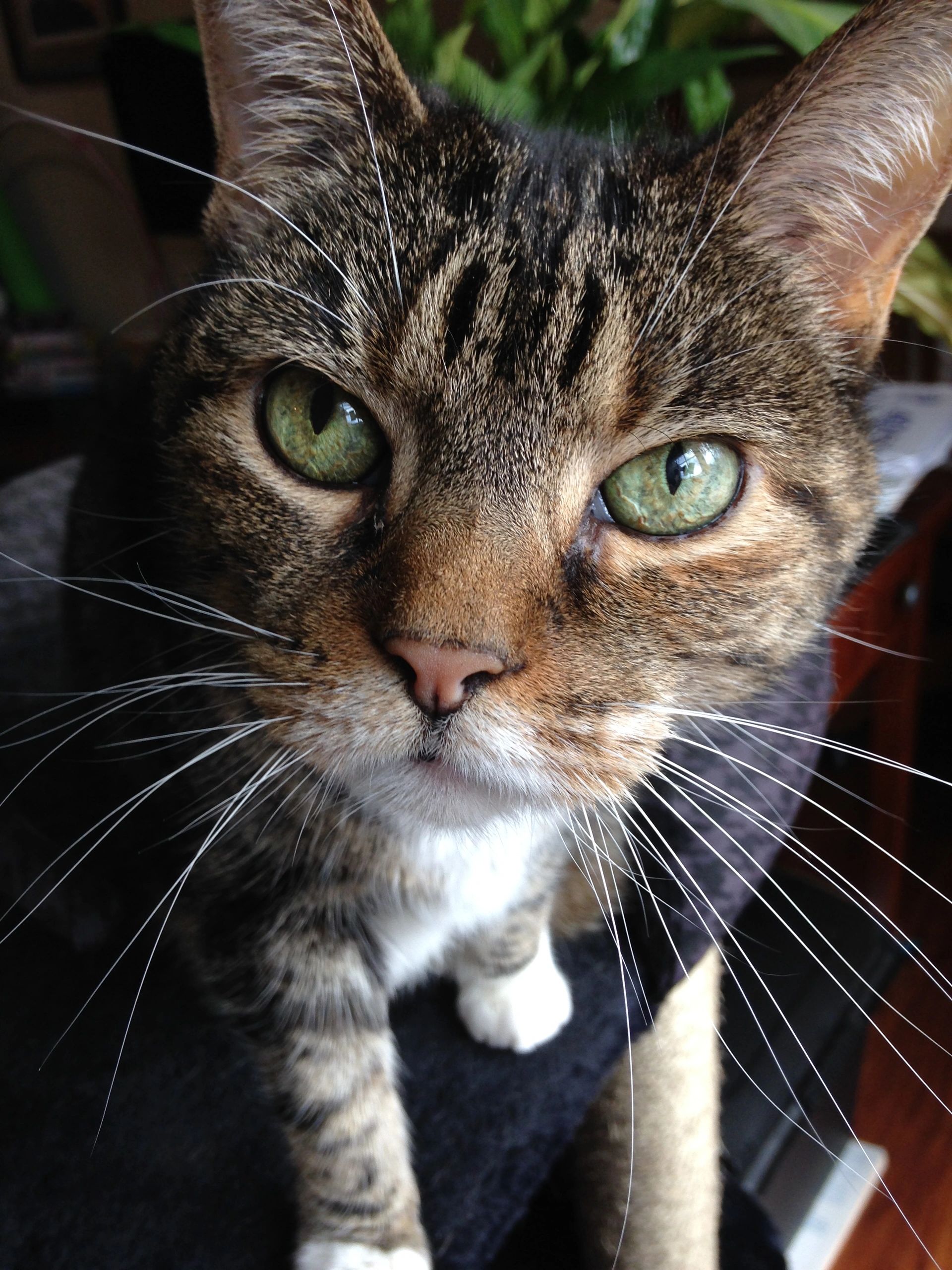 Paws and Porches Pet and House Sitting Home