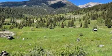 Noxious weed control in Beaverhead, Jefferson and Madison Counties.  