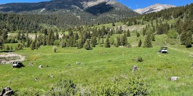 Noxious weed control in Beaverhead, Jefferson and Madison Counties.  