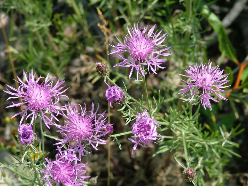 Noxious weed control in Beaverhead, Jefferson and Madison Counties.  Knapweed control.  