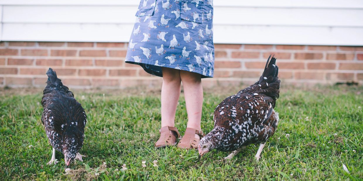 Two chickens and a little girl wearing a chicken dress are outside on green grass.