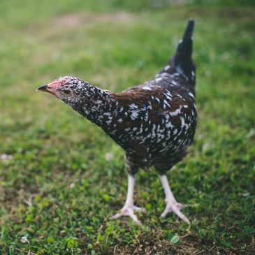 A speckled sussex hen on green grass.