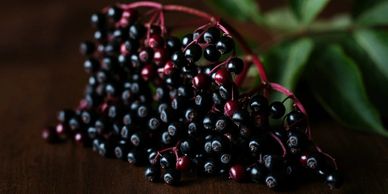  The Power of Elderberries
