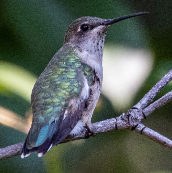 Hummingbird on a tree